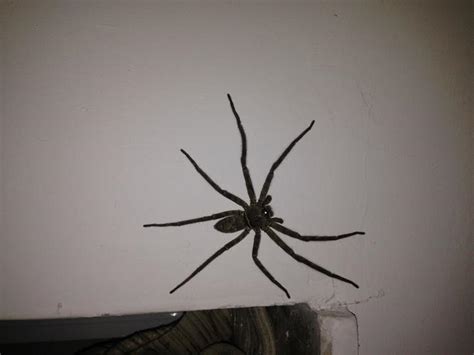 家裡有蜘蛛是好事嗎